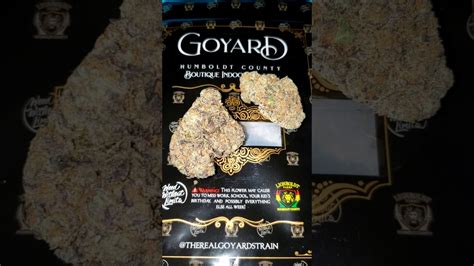 THE REAL GOYARD STRAIN PREVIEW! BY: .